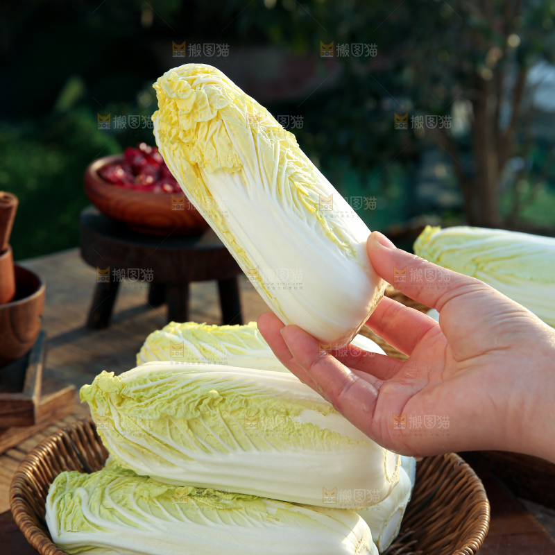 娃娃菜