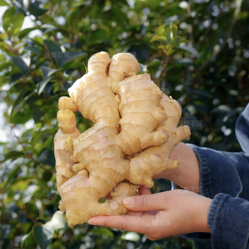 小黄姜