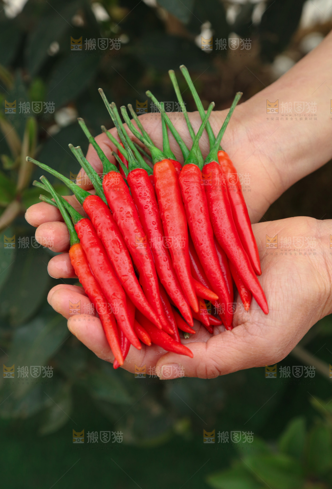 小米辣