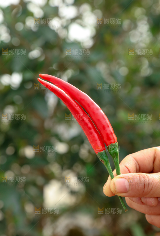 小米辣