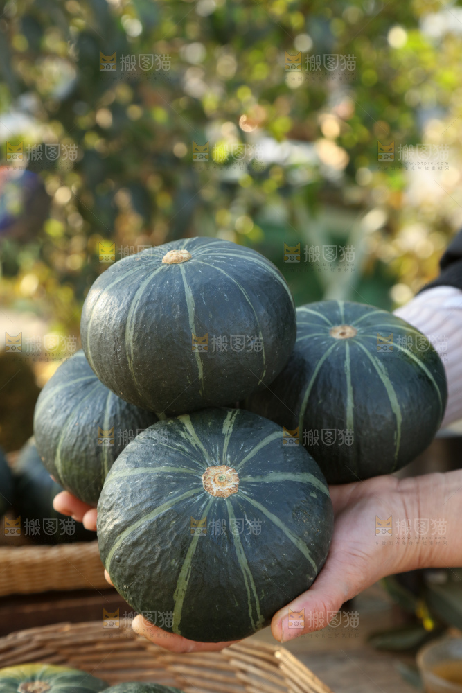 贝贝南瓜