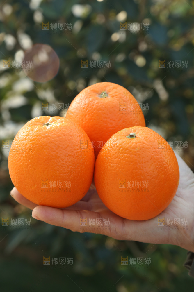 纽荷尔脐橙