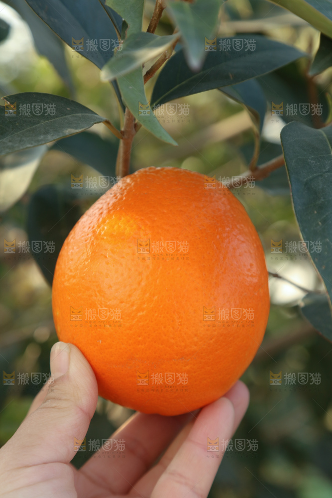 纽荷尔脐橙