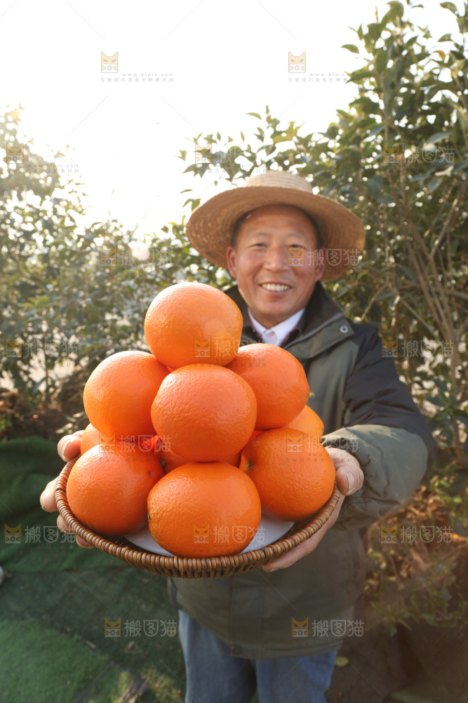 纽荷尔脐橙