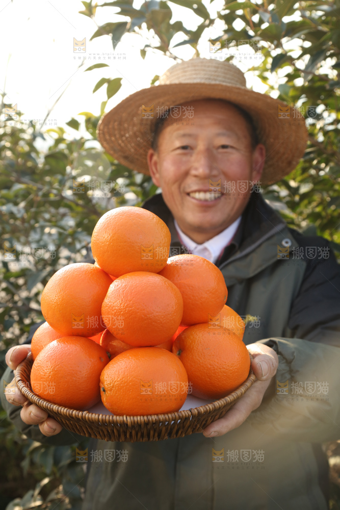 纽荷尔脐橙