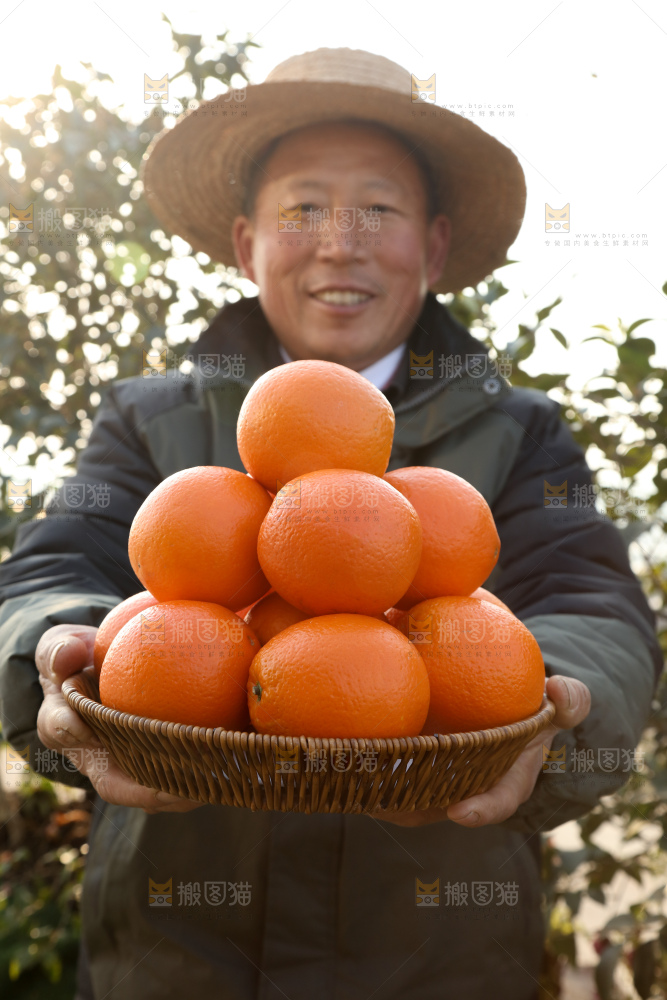 纽荷尔脐橙