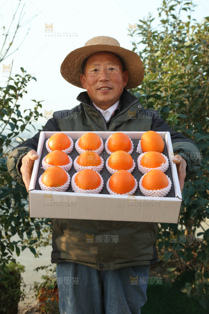 纽荷尔脐橙
