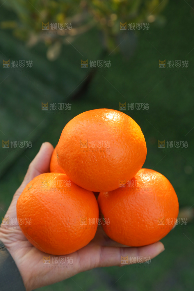 纽荷尔脐橙