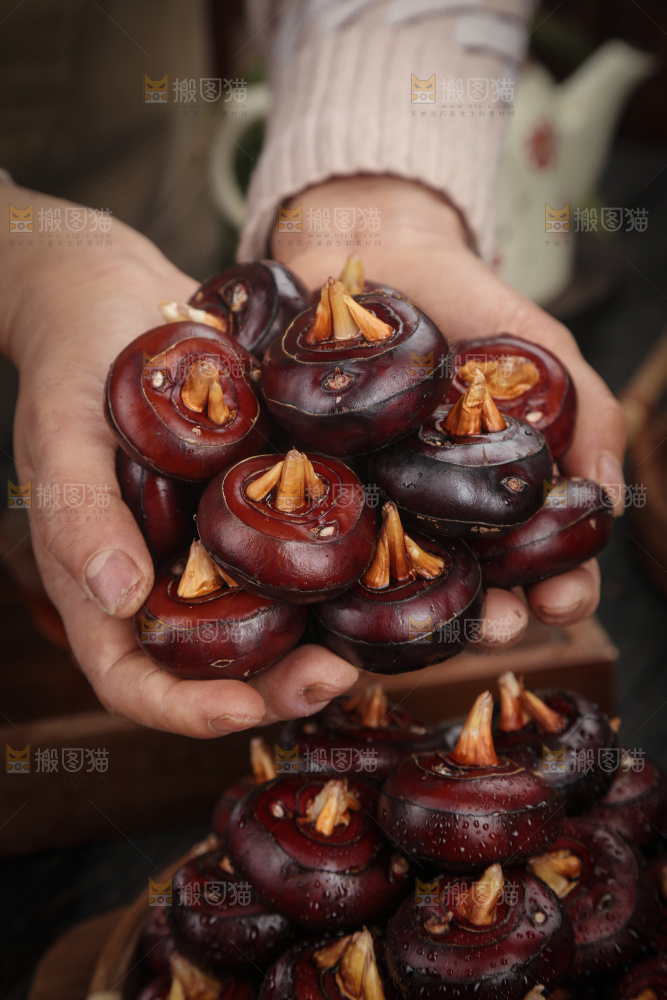 马蹄