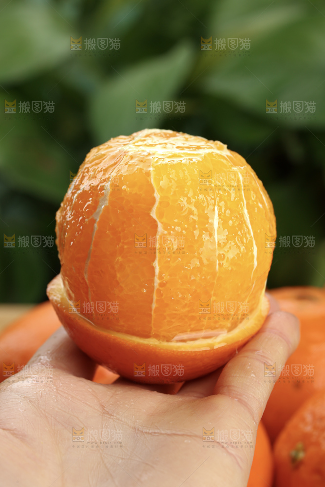 纽荷尔脐橙