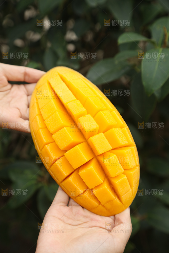 水仙芒