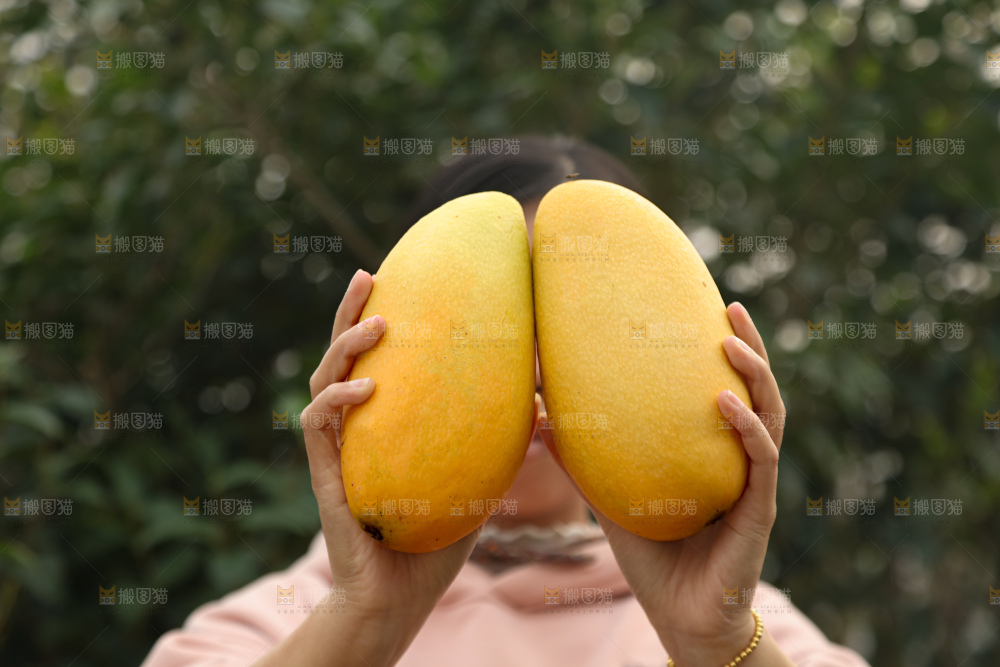 水仙芒