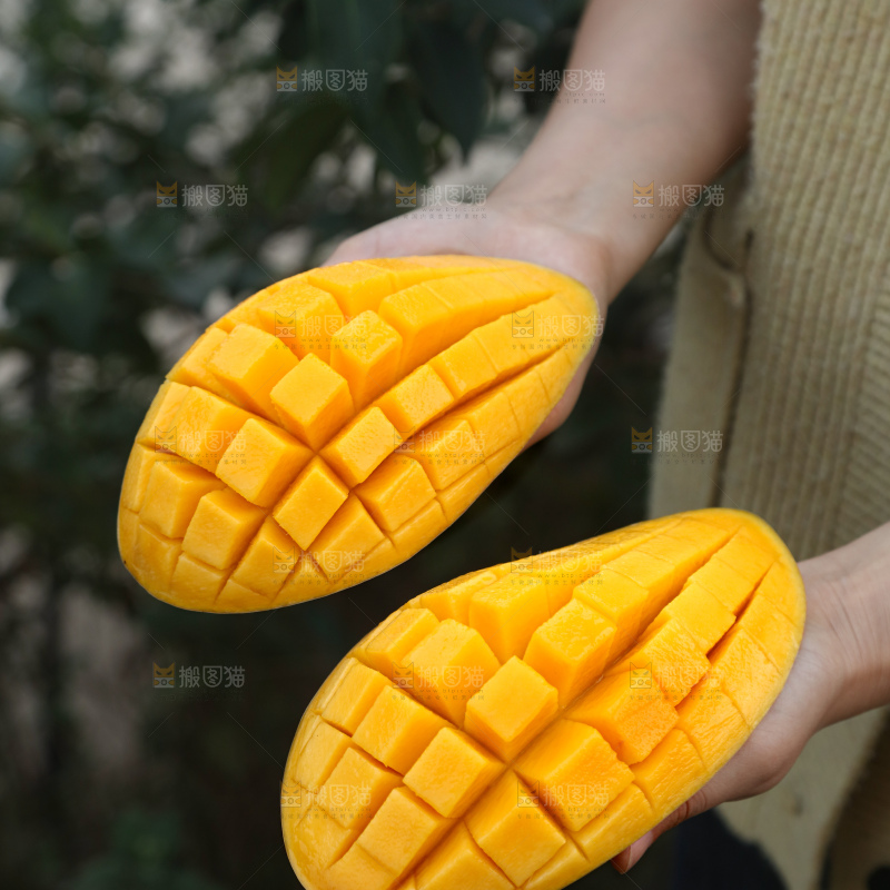 水仙芒