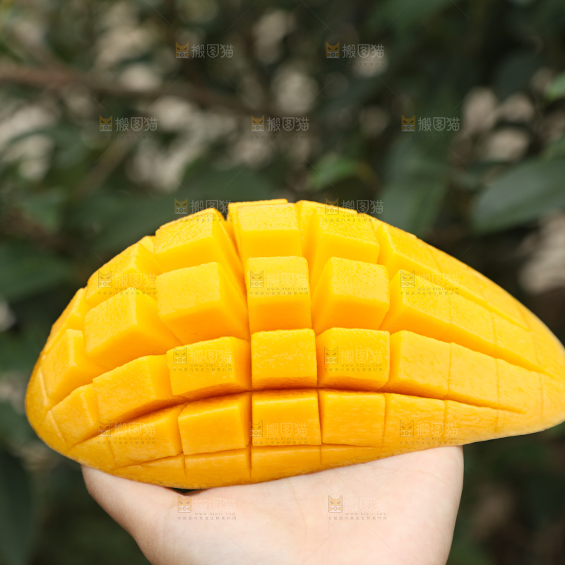 水仙芒