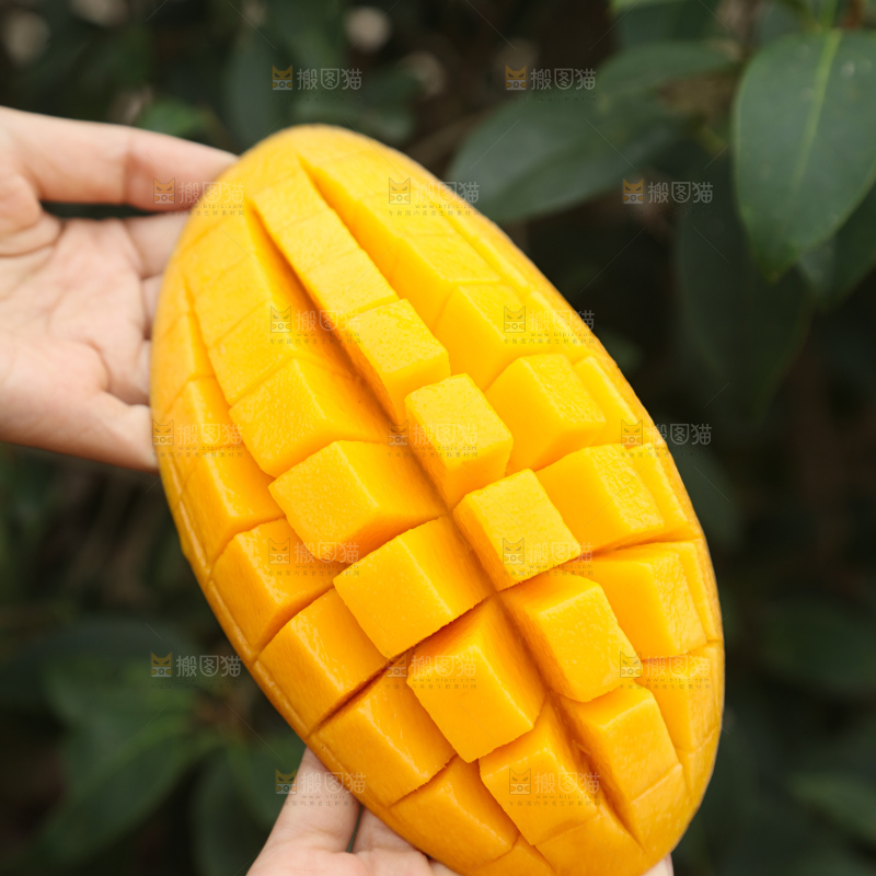水仙芒