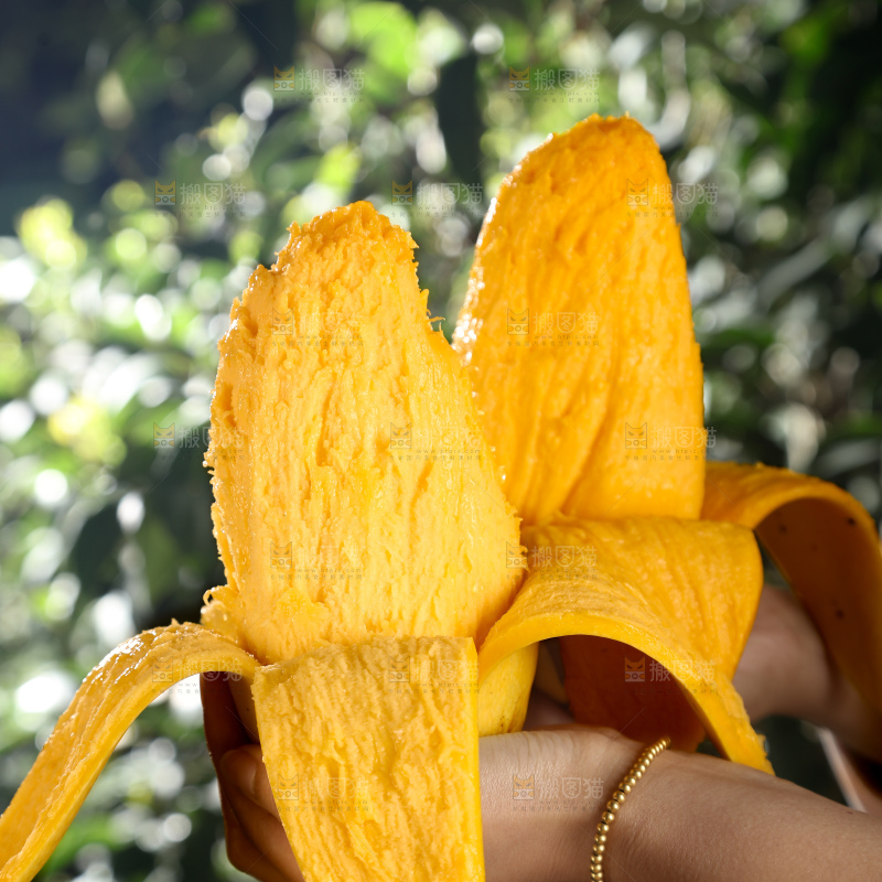 水仙芒