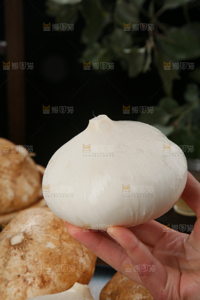凉薯