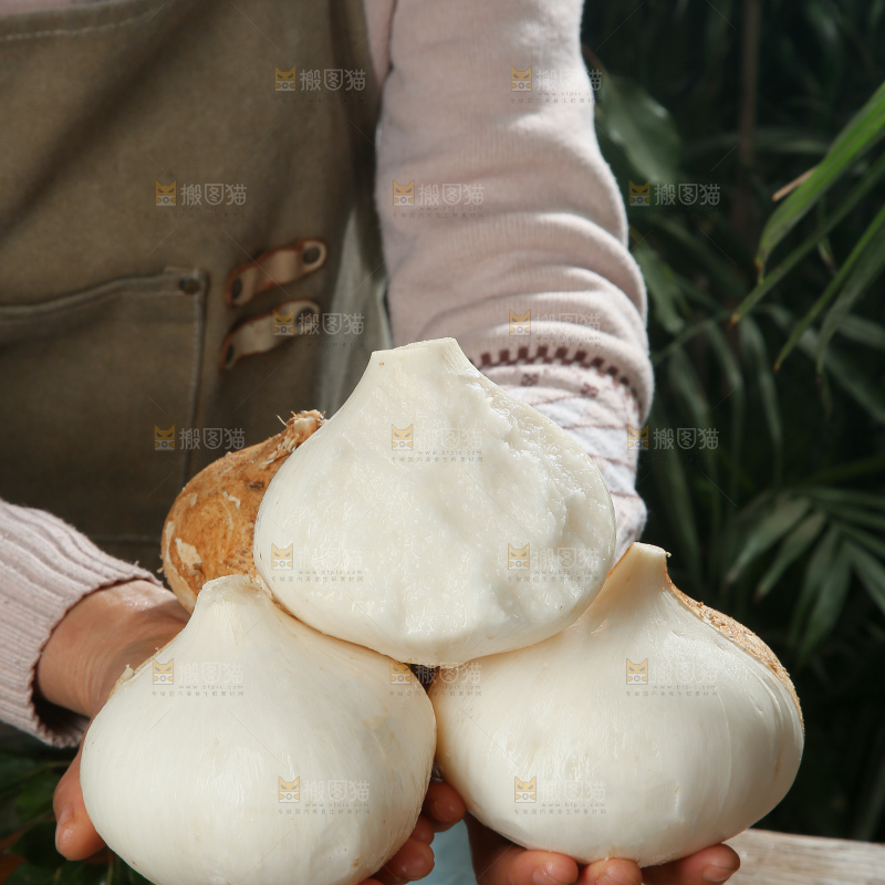 凉薯
