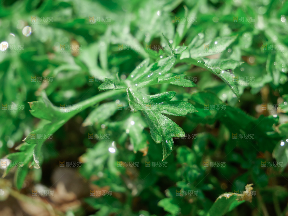 艾草