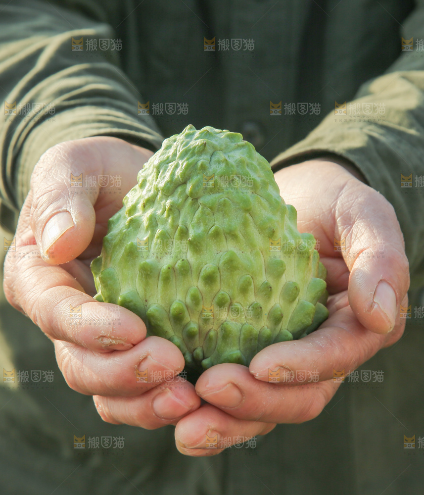 释迦果