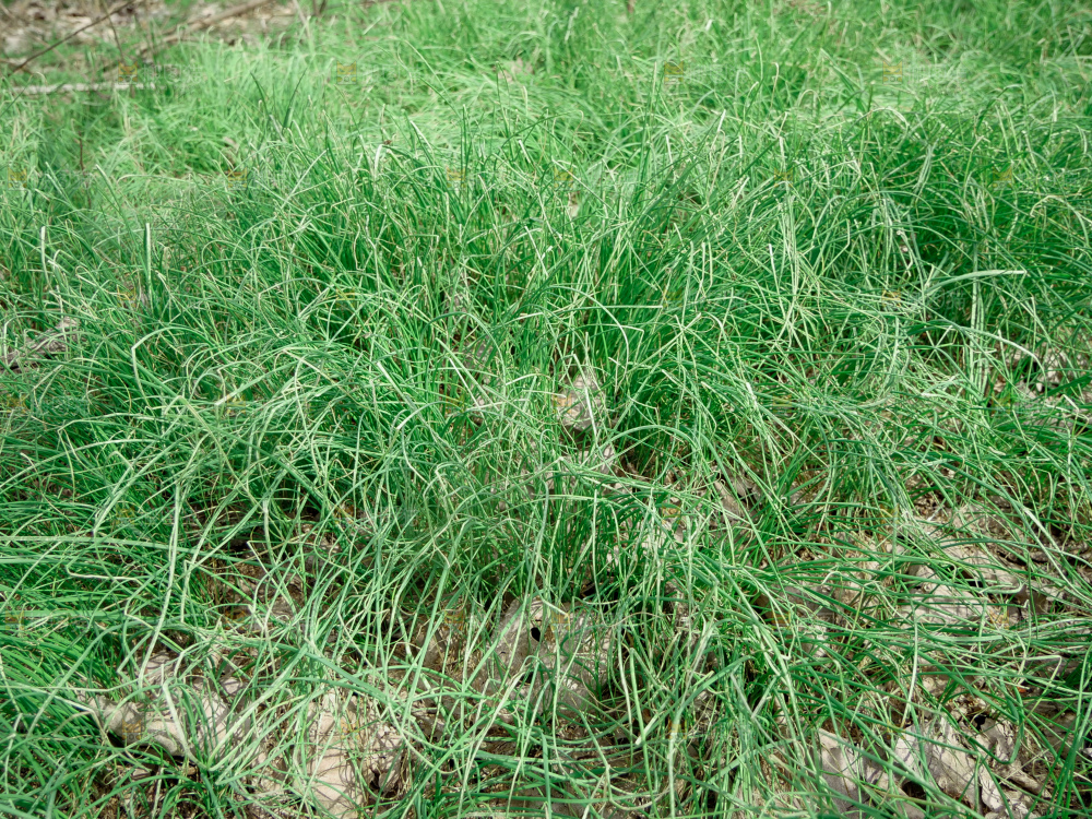 野葱