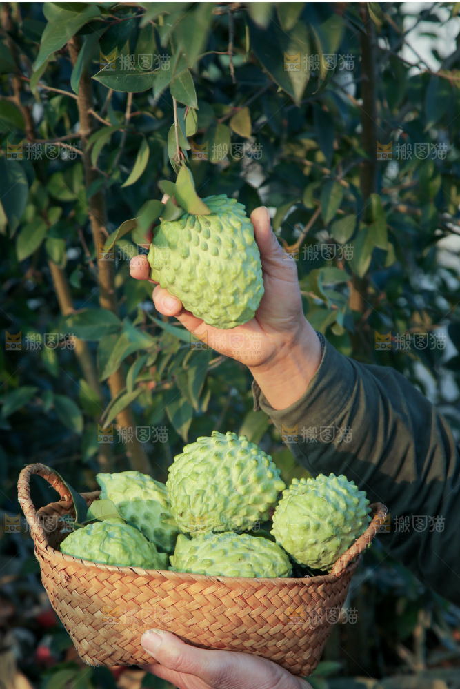释迦果