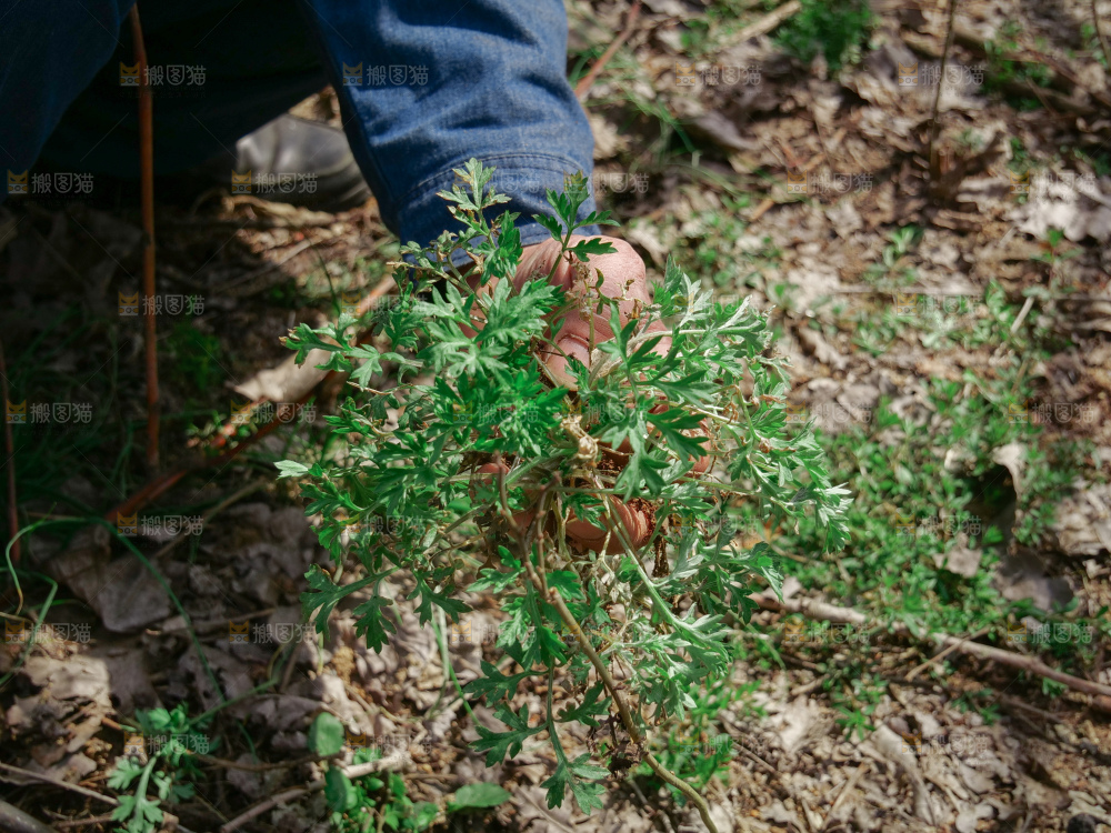 艾草