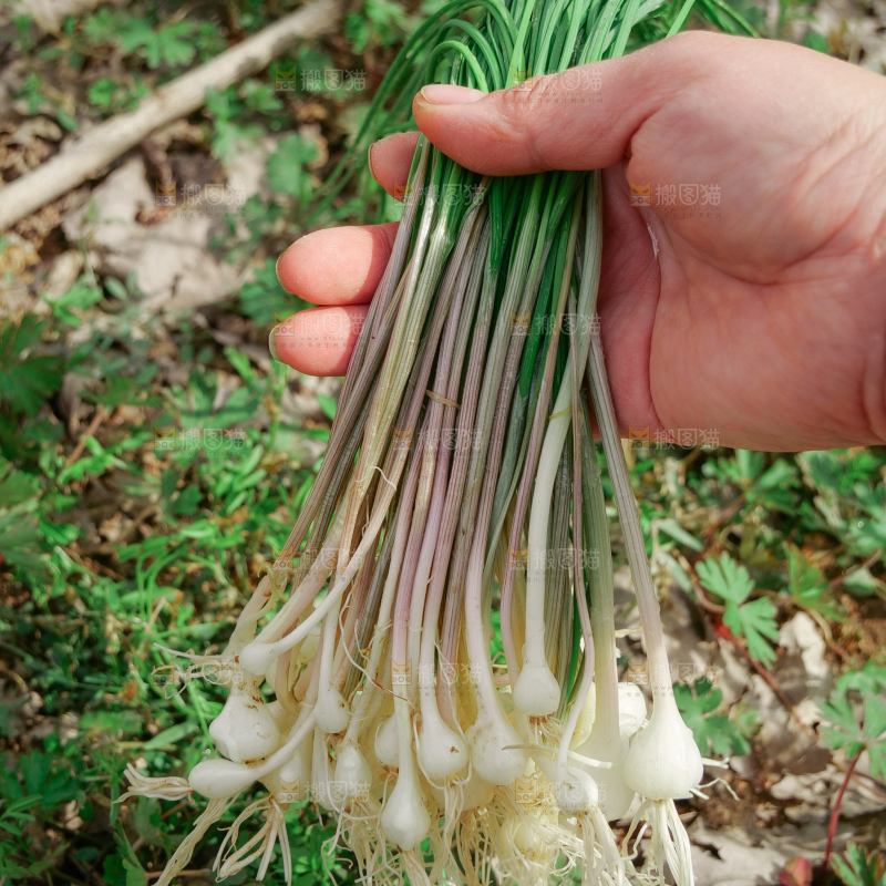 野葱