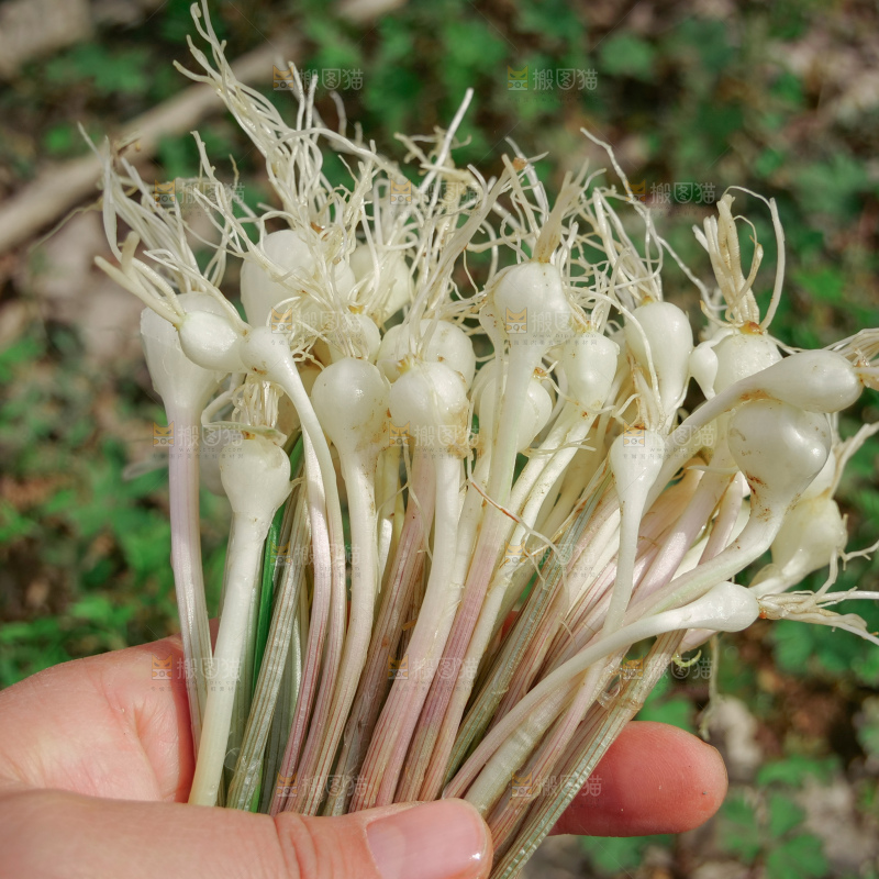野葱