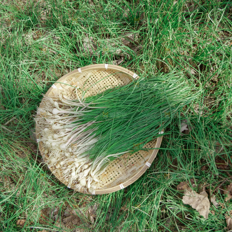 野葱