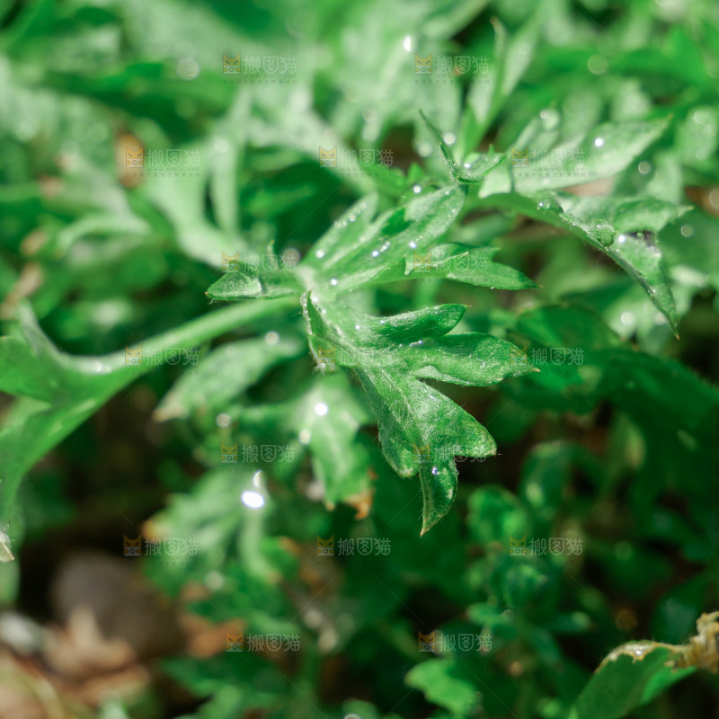 艾草