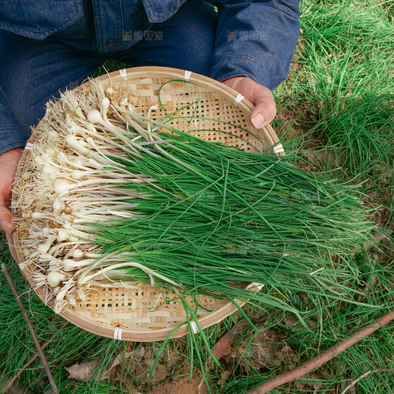 野葱
