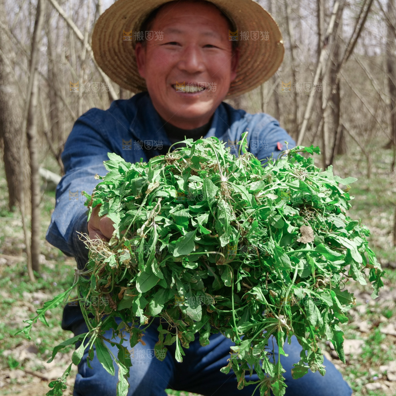地菜
