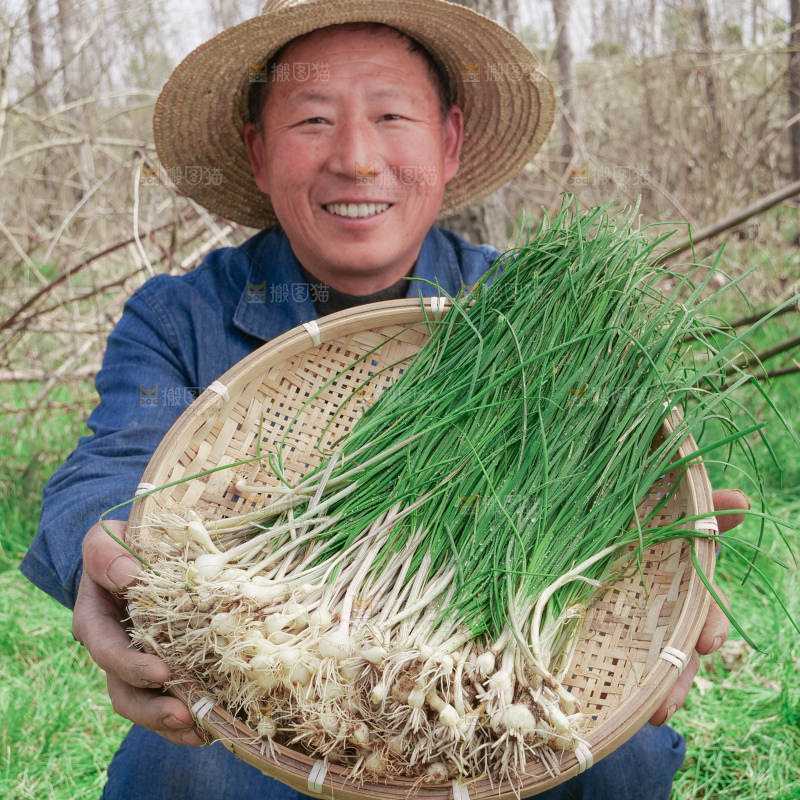 野葱