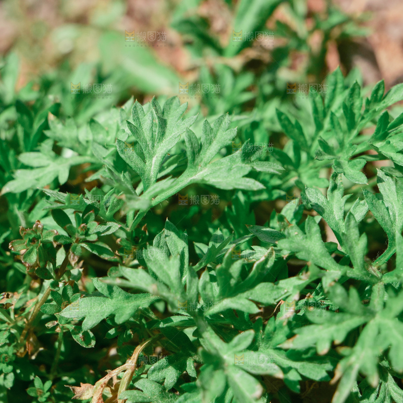 艾草