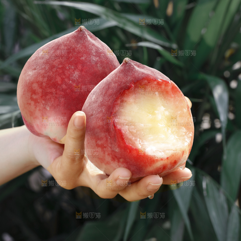 春雪水蜜桃