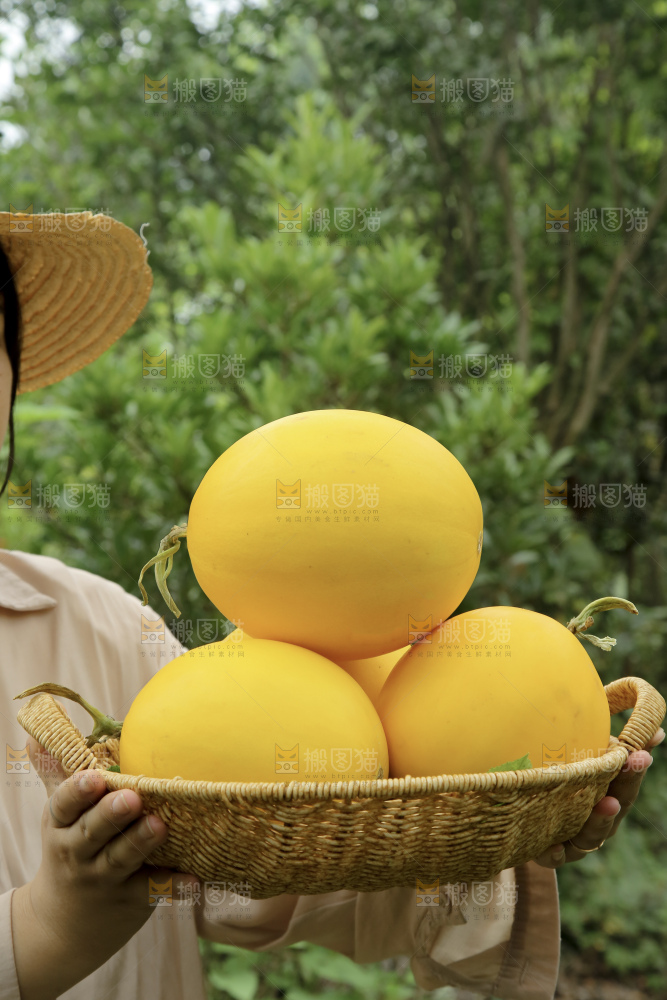 金美人蜜瓜