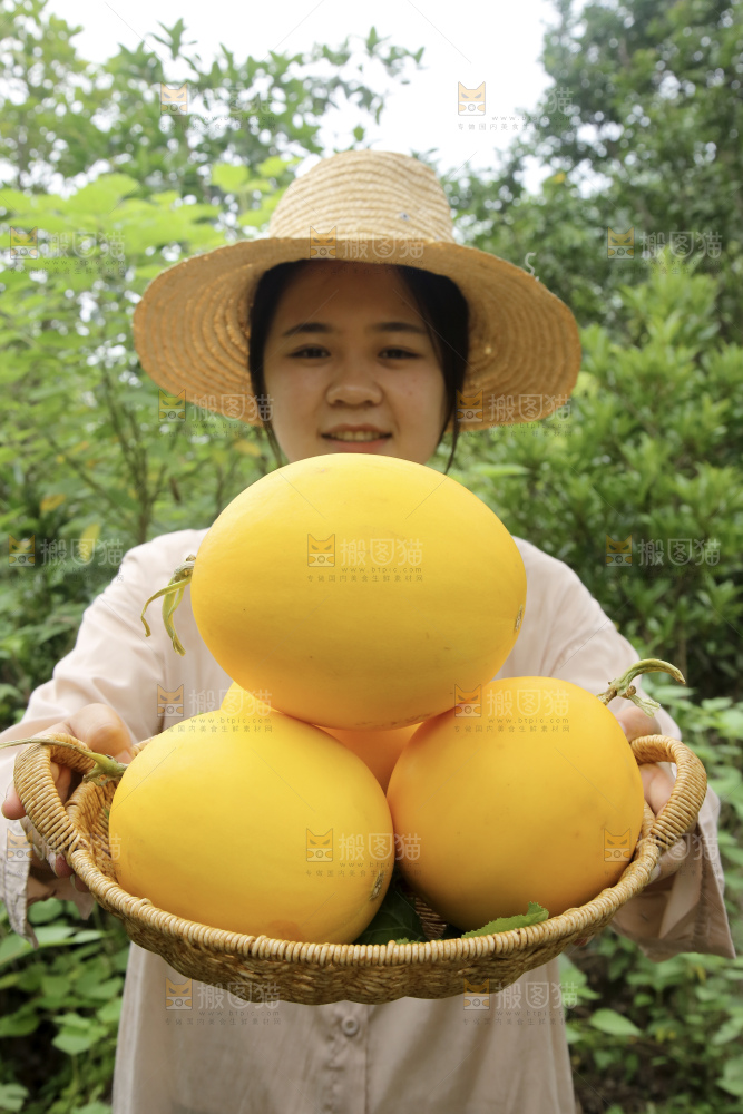 金美人蜜瓜