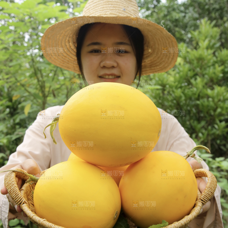 金美人蜜瓜