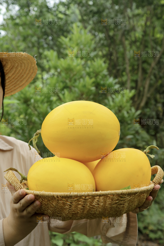金美人蜜瓜