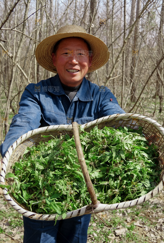 地菜