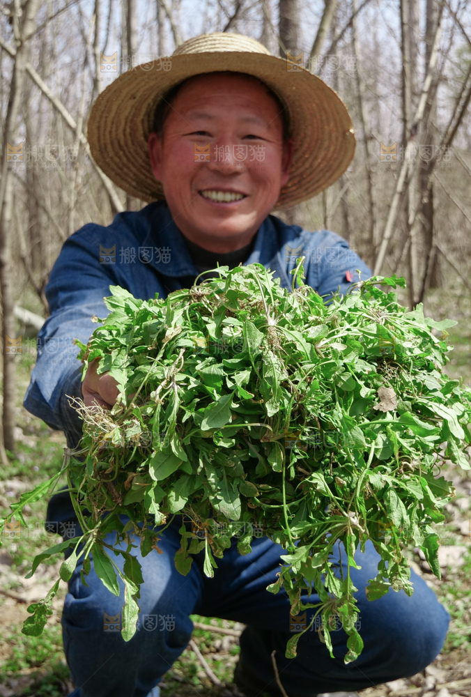 地菜
