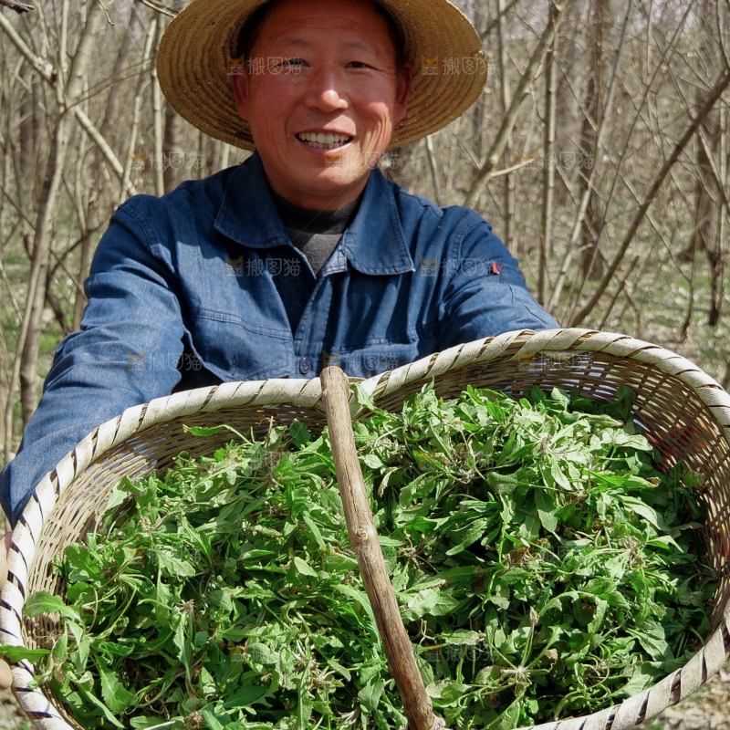 地菜