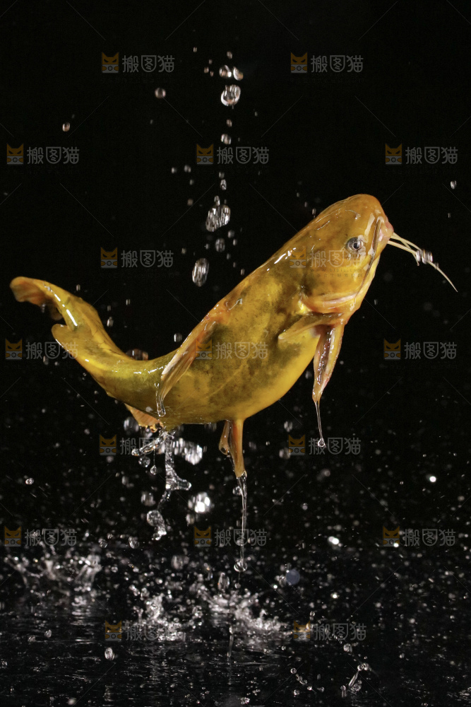 黄骨鱼