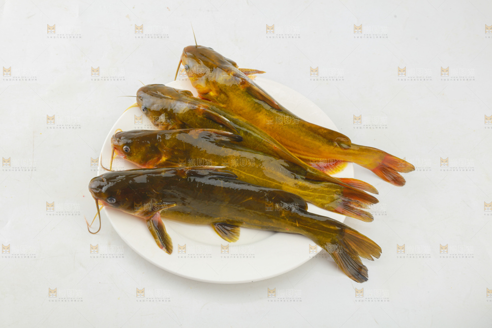 黄骨鱼