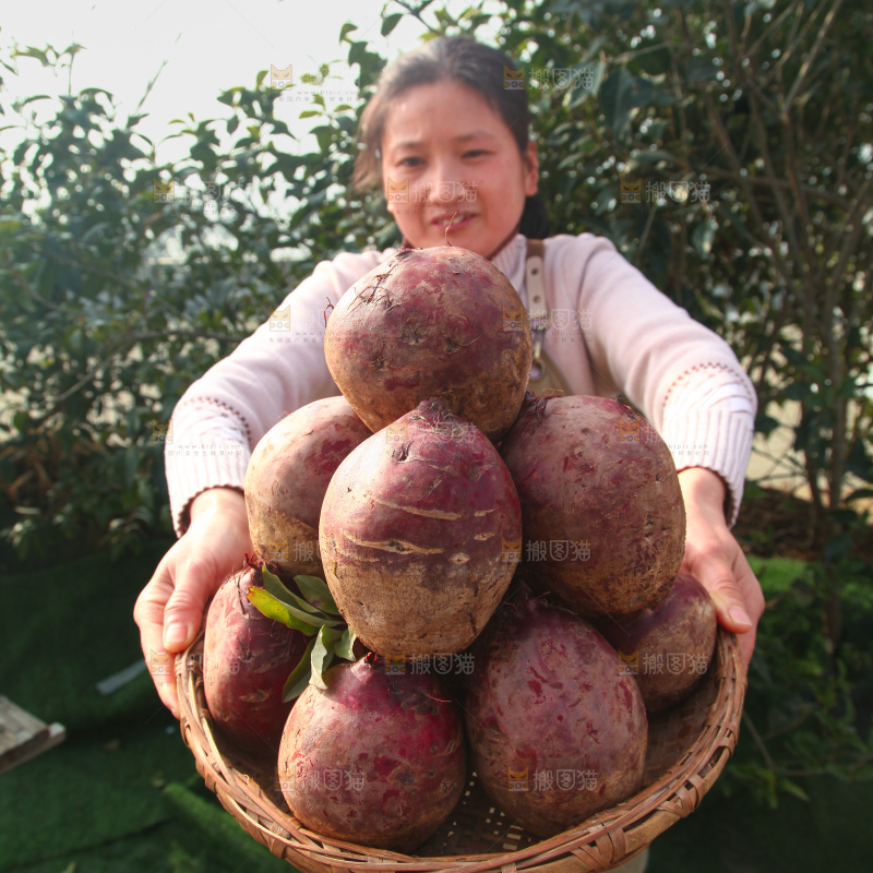 甜菜根
