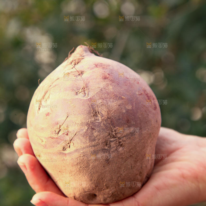 甜菜根