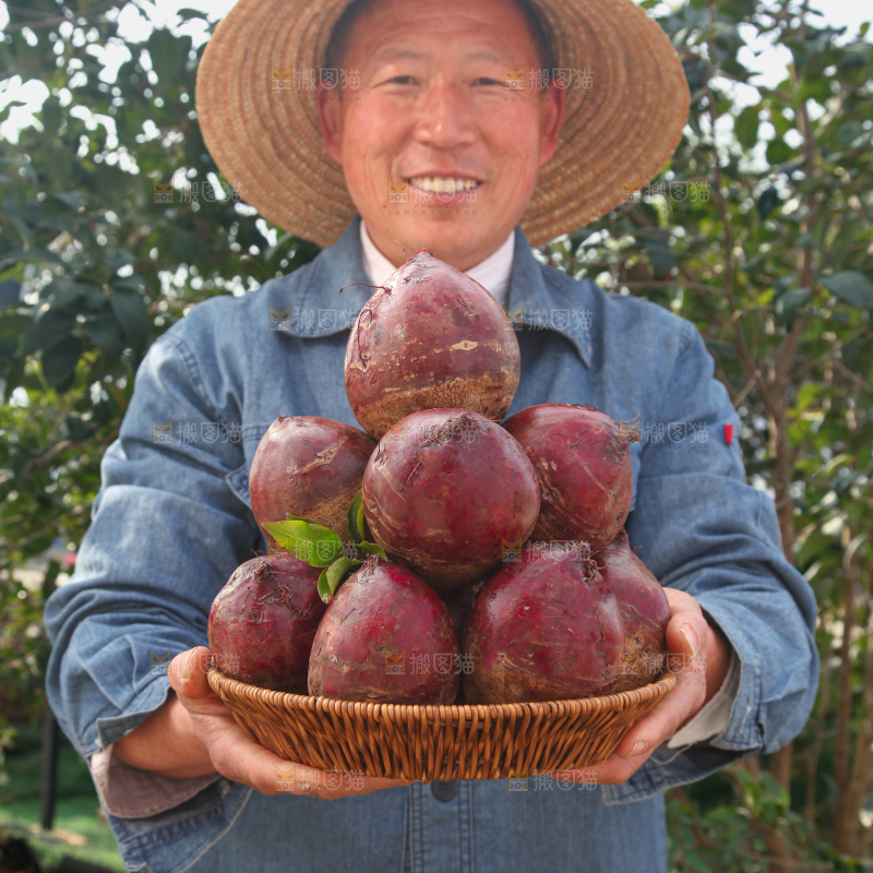 甜菜根