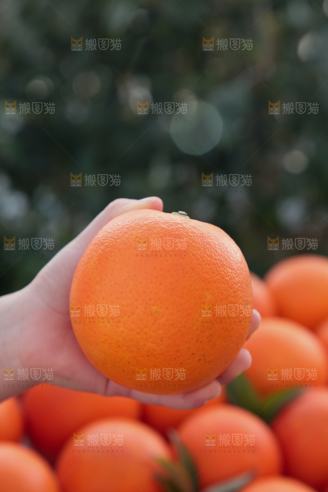 塔罗科血橙