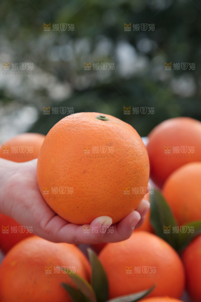 塔罗科血橙